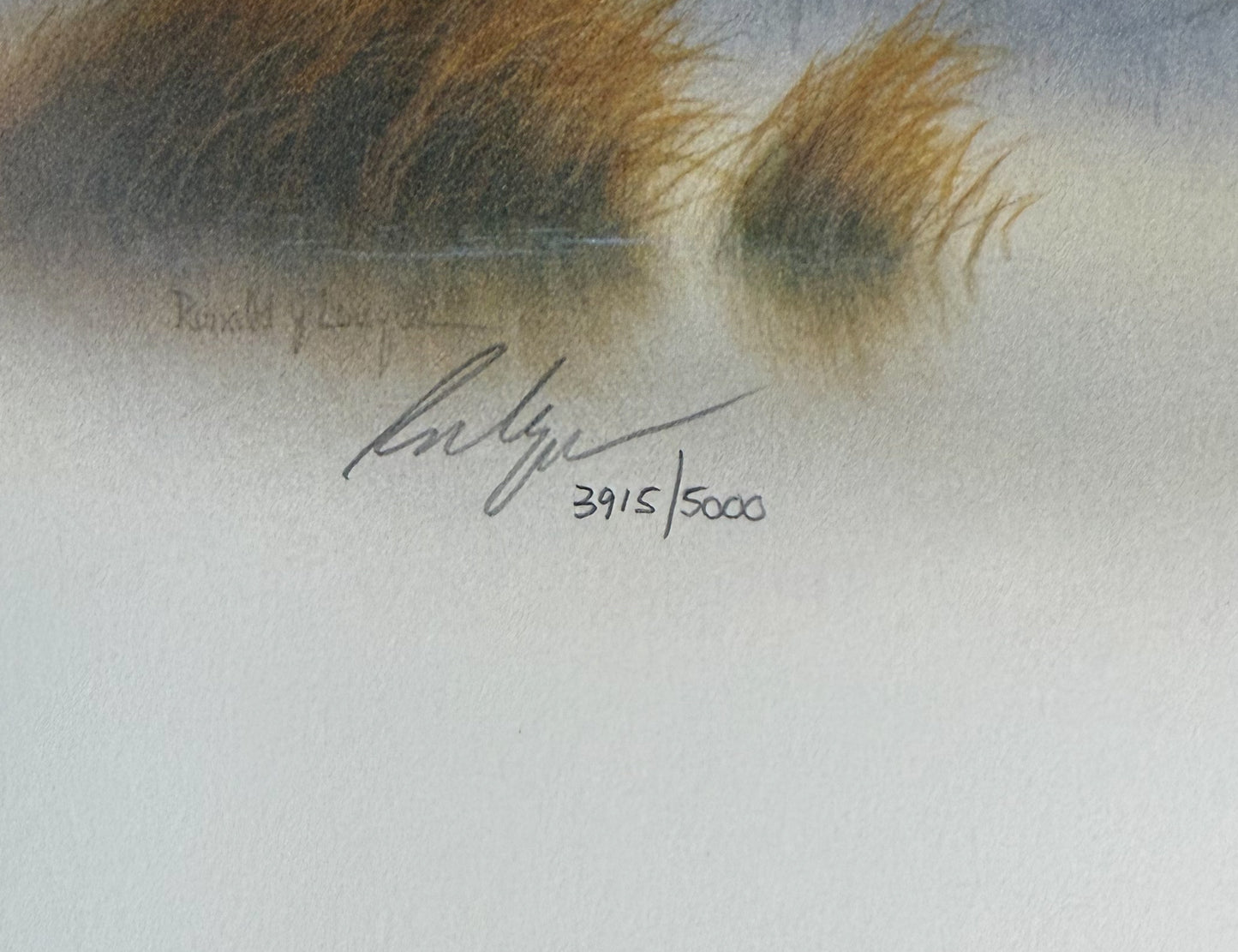 Randy McGovern Pintail Ducks Limited Edition Signed Print 20x16 3915/5000