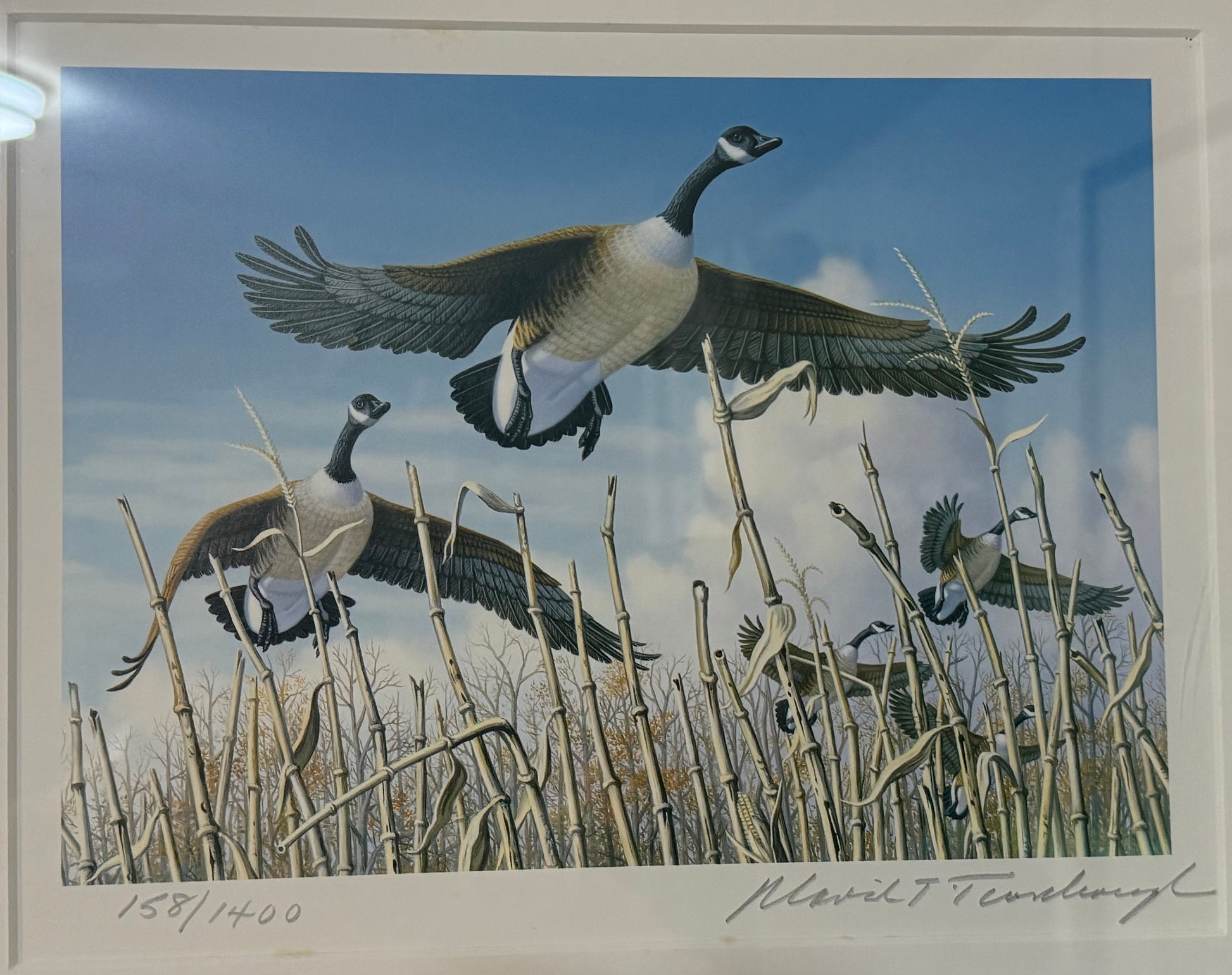 Canada goose print by David T. Turnbaugh featuring waterfowl design, part of the Maryland Waterfowl Stamp collection, from Wild Feathered Finds.
