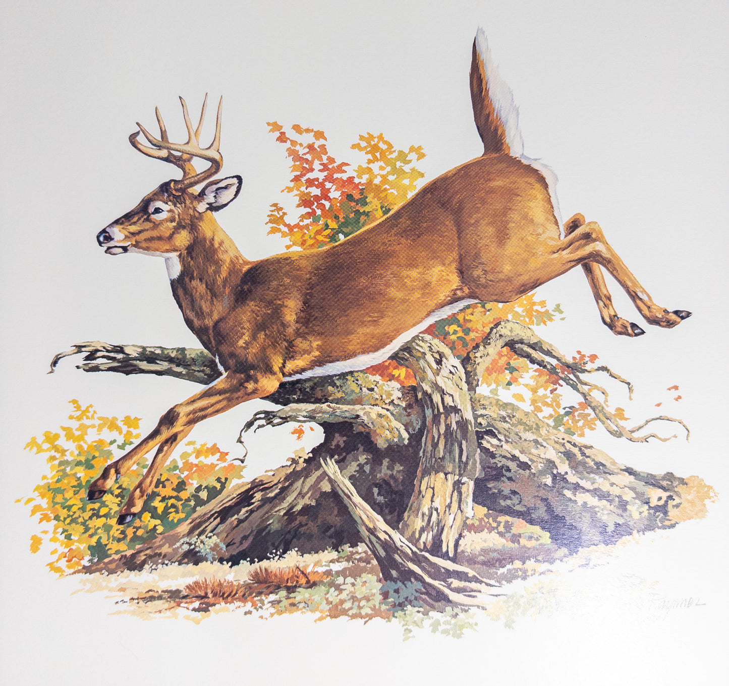 Louis Rayment Whitetail Buck Jumping Log Wildlife Art Print 19x15