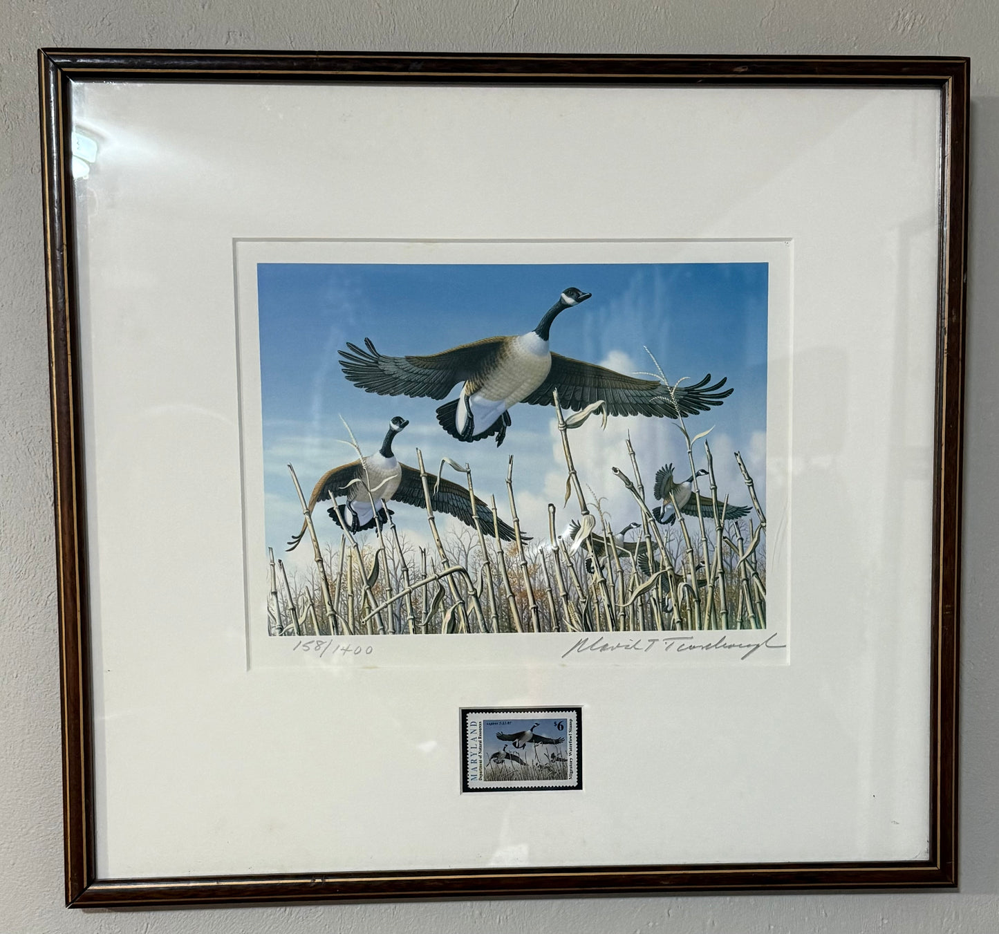 Canada goose print artwork by David T. Turnbaugh featuring waterfowl, part of the Maryland Waterfowl Stamp collection.