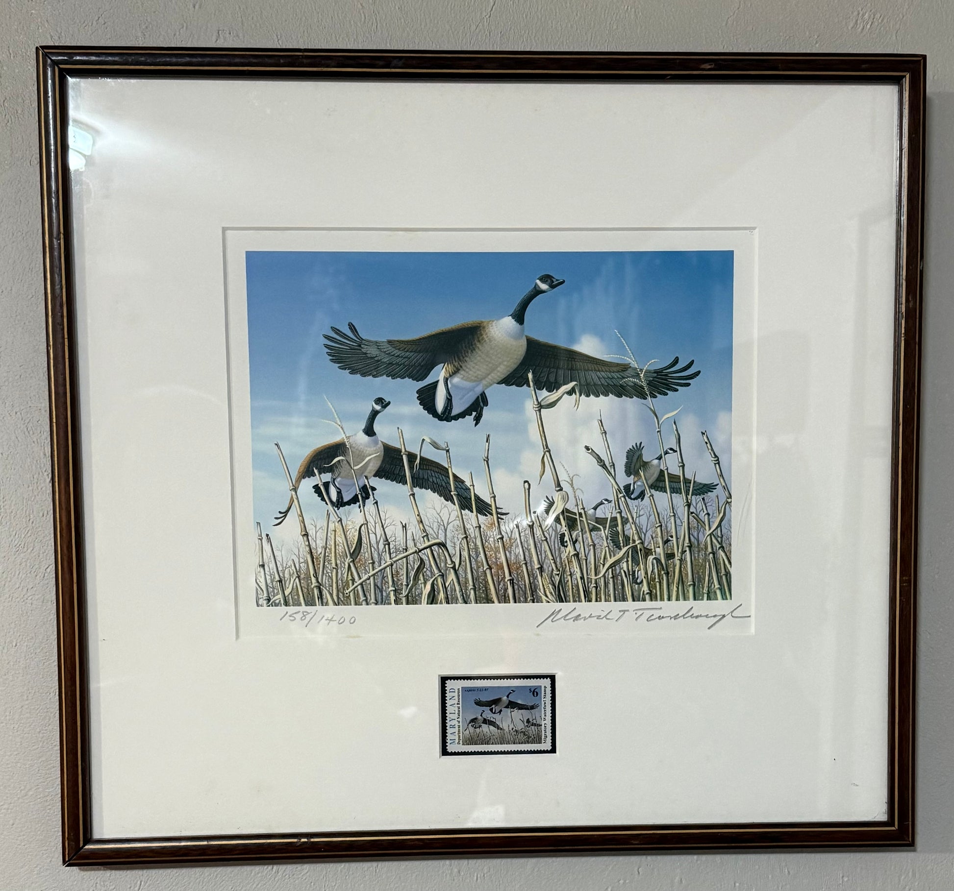Canada goose print artwork by David T. Turnbaugh featuring waterfowl, part of the Maryland Waterfowl Stamp collection.
