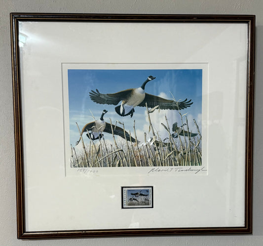 On the Wing Canada Goose Print by David T. Turnbaugh | Maryland Waterfowl Stamp