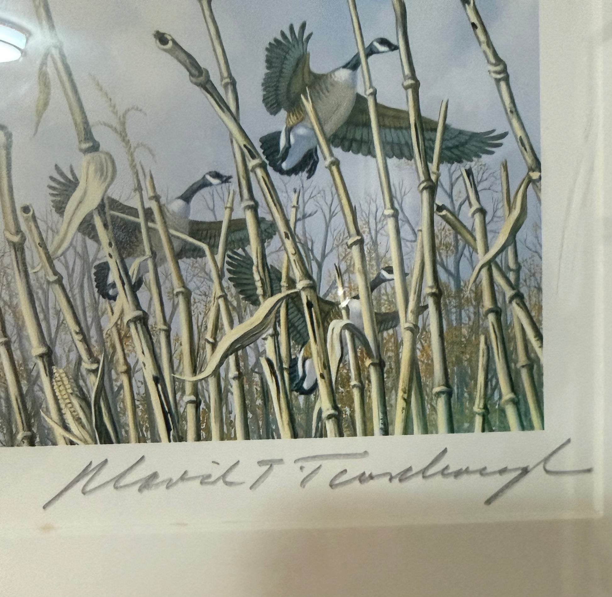 Canada goose print by David T. Turnbaugh featuring Maryland waterfowl, displayed on a wildlife art poster.