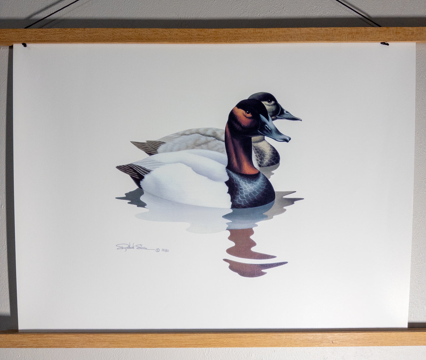 Vintage Richard Sloan Canvasback Ducks wildlife wall art print by Wild Feathered Finds, 16x20 inches, detailed bird illustration.