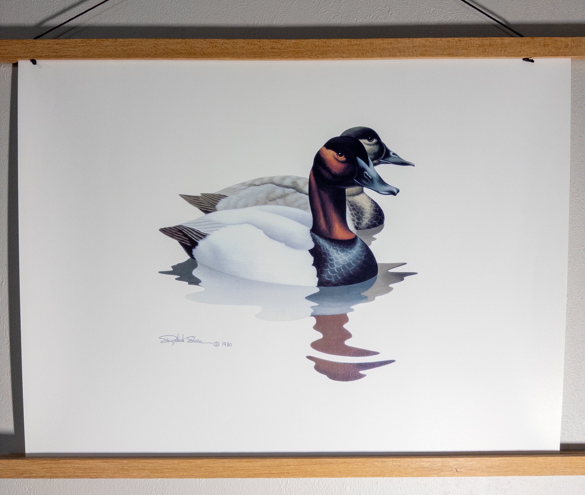 Vintage Richard Sloan Canvasback Ducks wildlife wall art print by Wild Feathered Finds, 16x20 inches, detailed bird illustration.