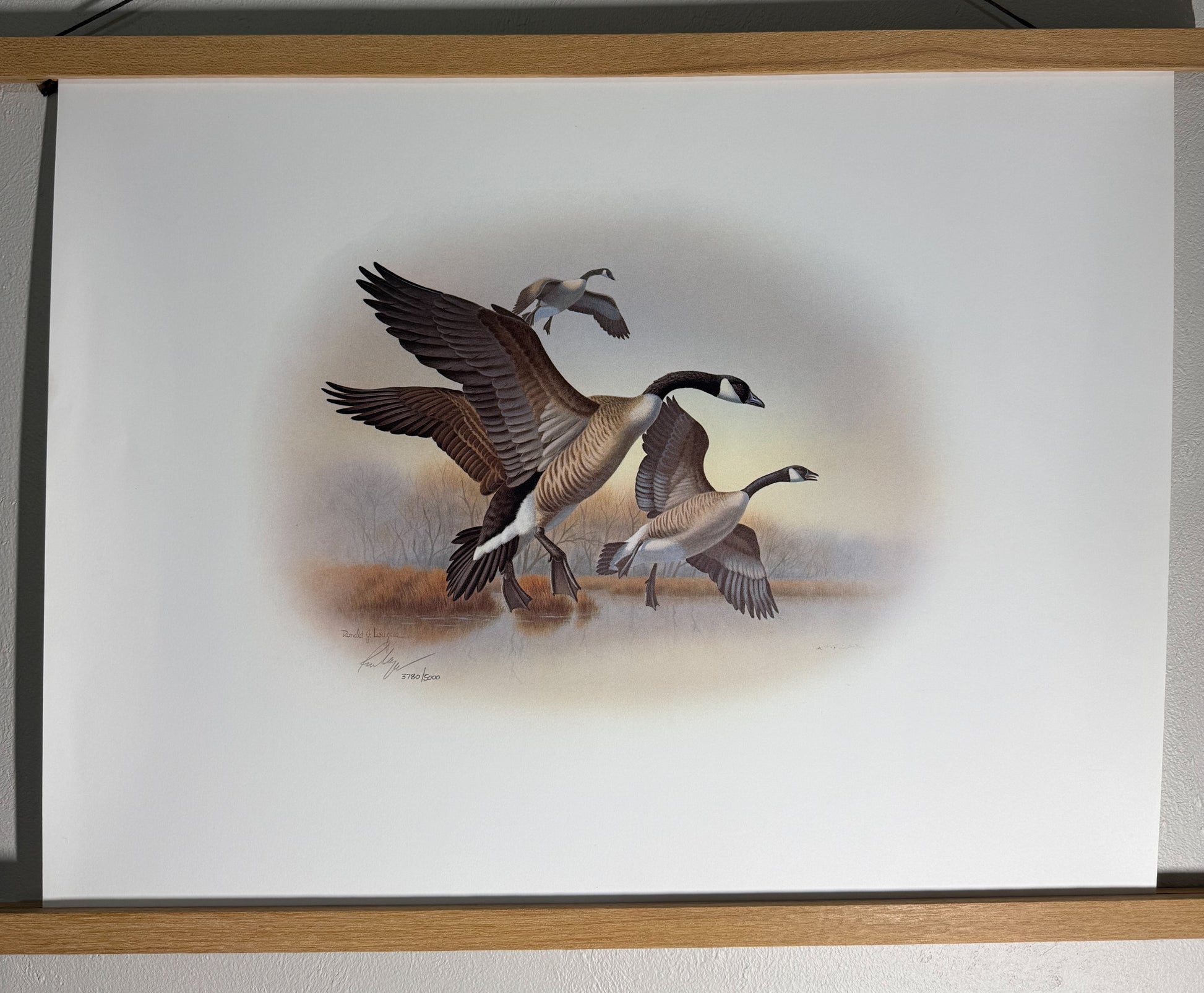 Limited edition signed print of Canada Geese by Ronald J. Lagueux, Wild Feathered Finds, 20x16 inches, numbered 3780 of 5000.