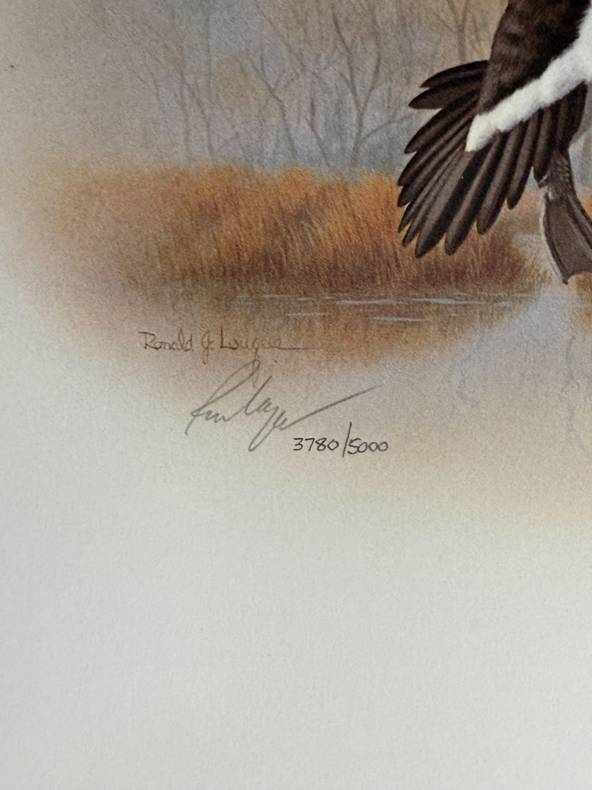 Limited edition signed print of Canada geese by Ronald J. Lagueux, 20x16 inches, numbered 3780 of 5000, from Wild Feathered Finds.