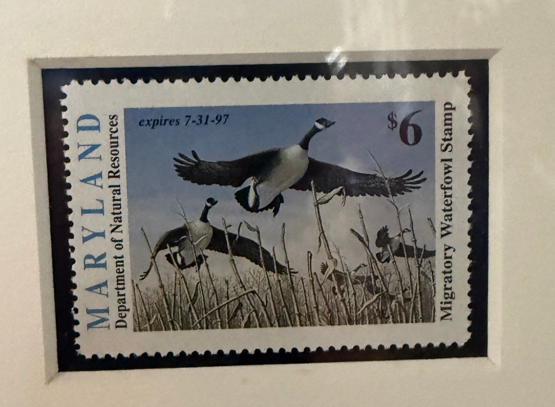 Canadian goose print by David T. Turnbaugh featuring waterfowl artwork, displayed on a wildlife-themed print from Wild Feathered Finds.