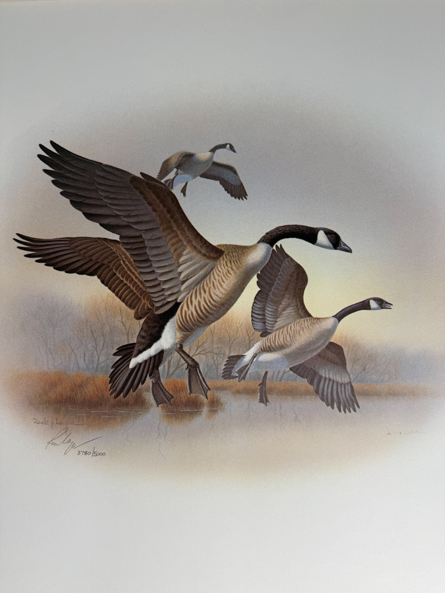 Limited edition signed print of Canada geese by Ronald J. Lagueux, 20x16 inches, numbered 3780 of 5000, from Wild Feathered Finds.