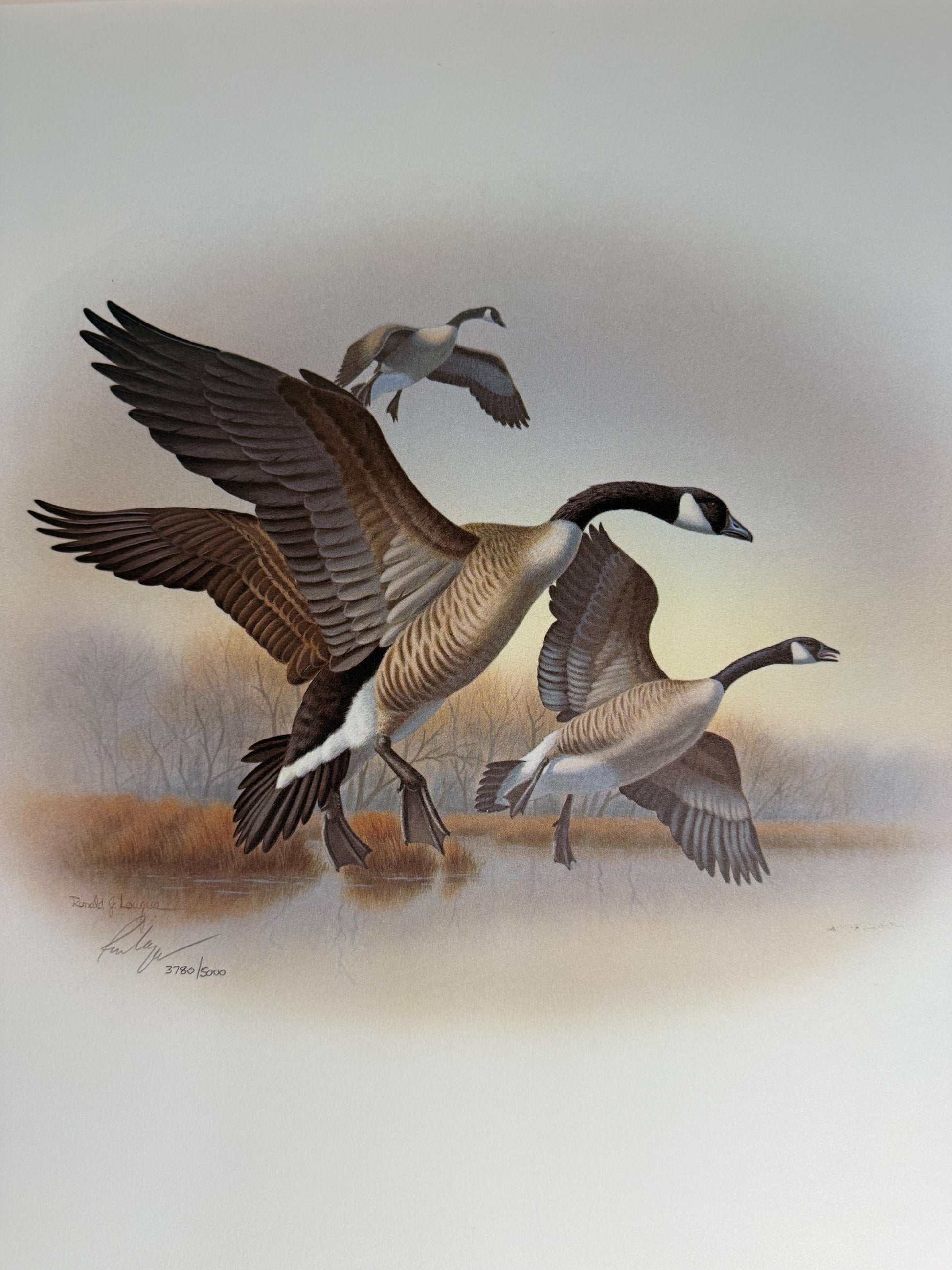 Limited edition signed print of Canada geese by Ronald J. Lagueux, 20x16 inches, numbered 3780 of 5000, from Wild Feathered Finds.