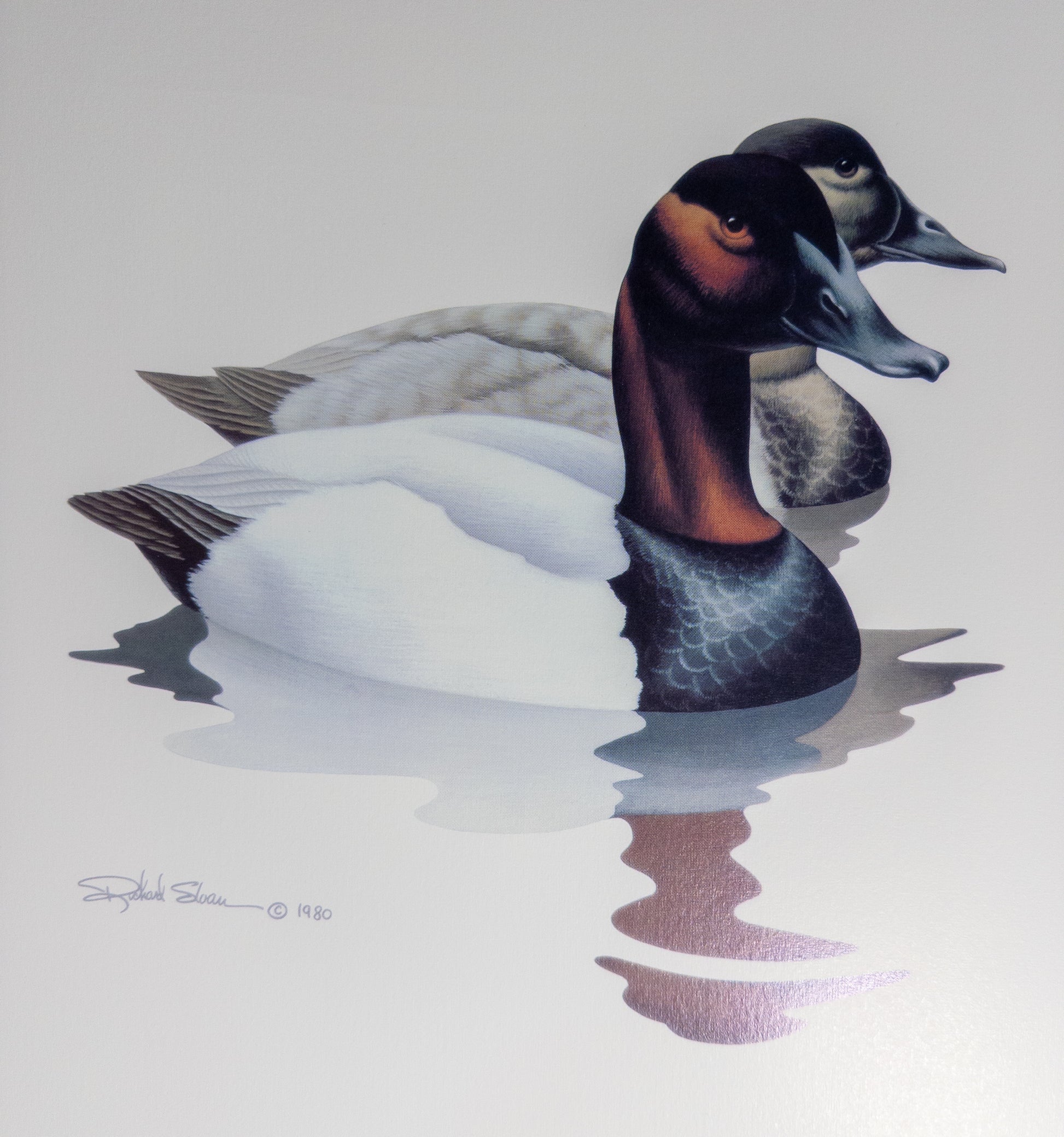 Vintage Richard Sloan Canvasback Ducks wildlife wall art print, 16x20 inches, featuring detailed waterfowl artwork by Wild Feathered Finds.