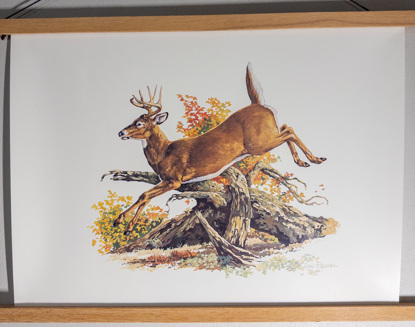 Louis Rayment Whitetail Buck Jumping Log Wildlife Art Print 19x15