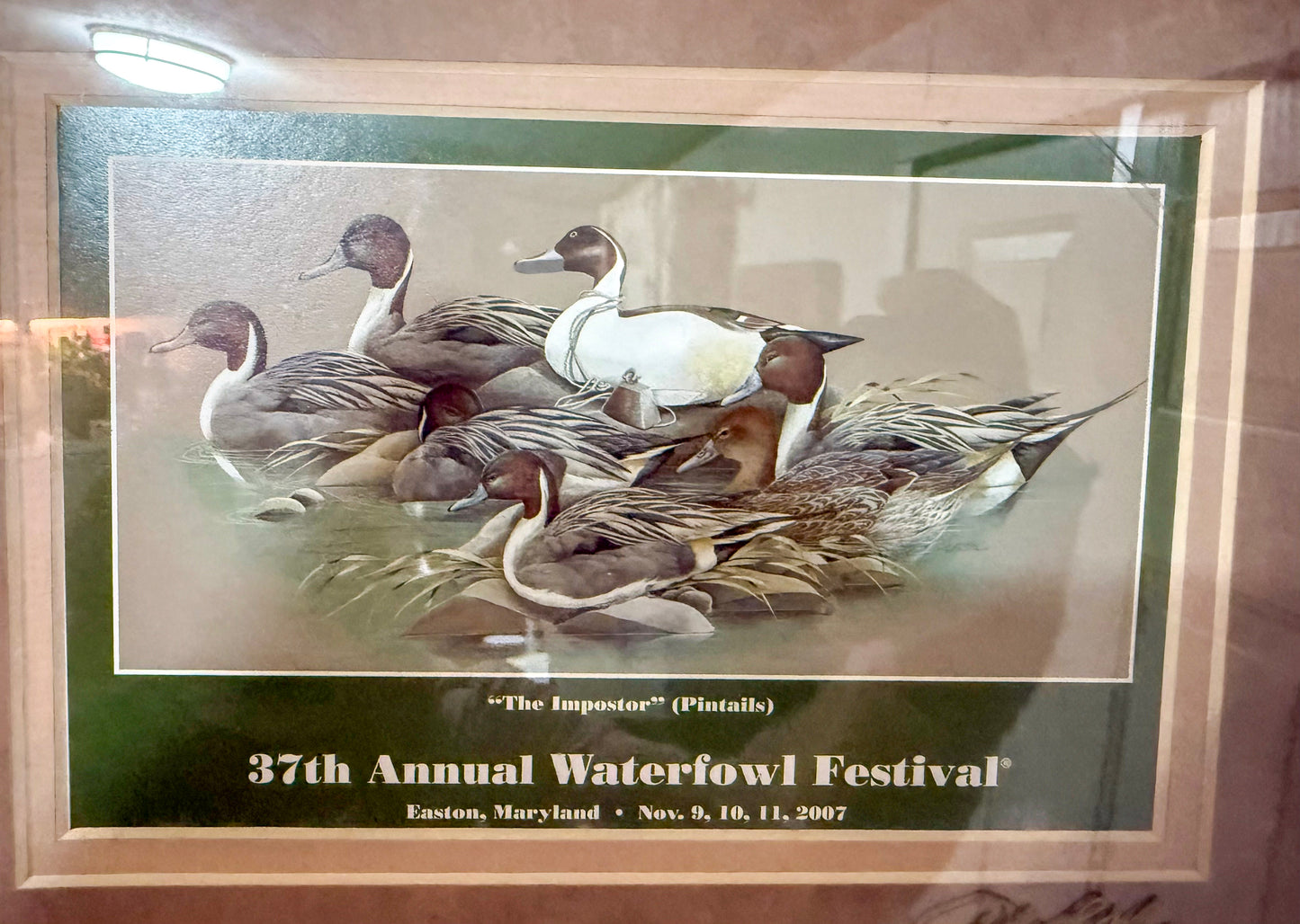 The Impostor (Pintails) Waterfowl Festival Print Framed 13x11 Signed Duck Art